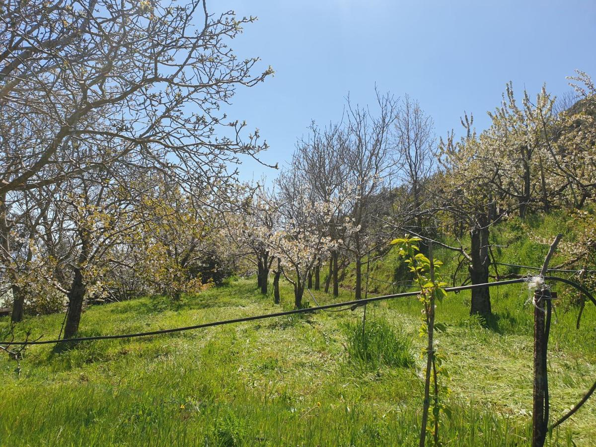 Oasi Del Benessere Ilbono 외부 사진